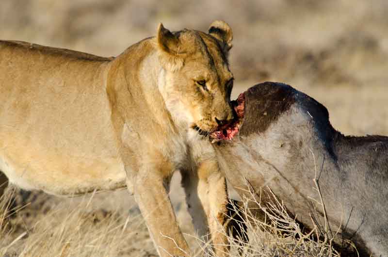 77 - Namibia - leones comiendo - parque nacional de Etosha